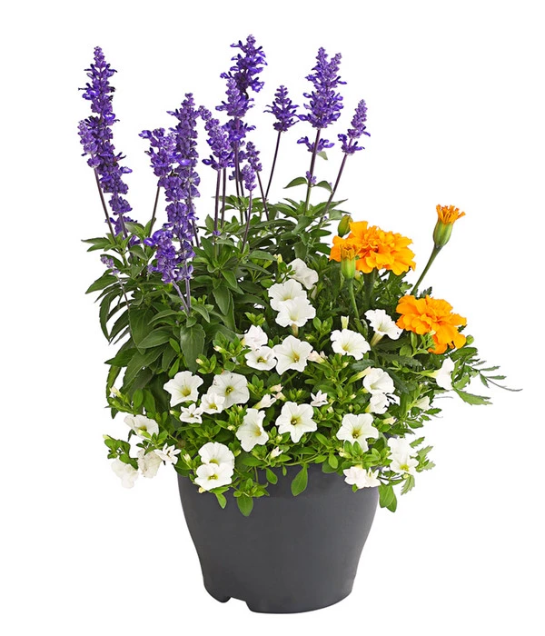 Pflanzen-Trio Sonnenglück 3 Pflanzen-Trio Sonnenglück