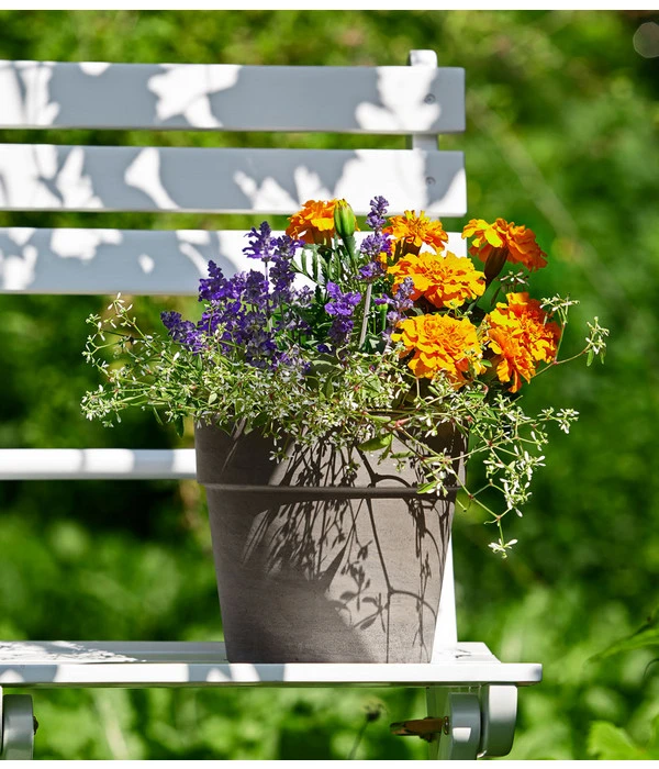 Pflanzen-Trio Sonnenglück 4 Pflanzen-Trio Sonnenglück – Bild 2