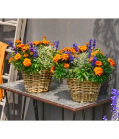 Pflanzen-Trio Sonnenglück 8 Pflanzen-Trio Sonnenglück -Ecopots Garten Geschaft 8827131 WE MO 002 SommermixT17