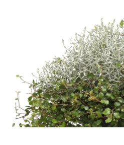 Mueca - Gitterkraut Und Mühlenbeckia -Ecopots Garten Geschaft 8829772 PR DE 0001 GitterkrautMuecaMuehlenbeckiaDehnerHerzig