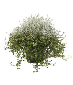 Mueca - Gitterkraut Und Mühlenbeckia