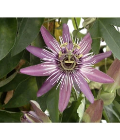 Passionsblume, Sonderfarben -Ecopots Garten Geschaft X008251886 BildFS 001 BlauePassionsblumePassifloraCaerulea