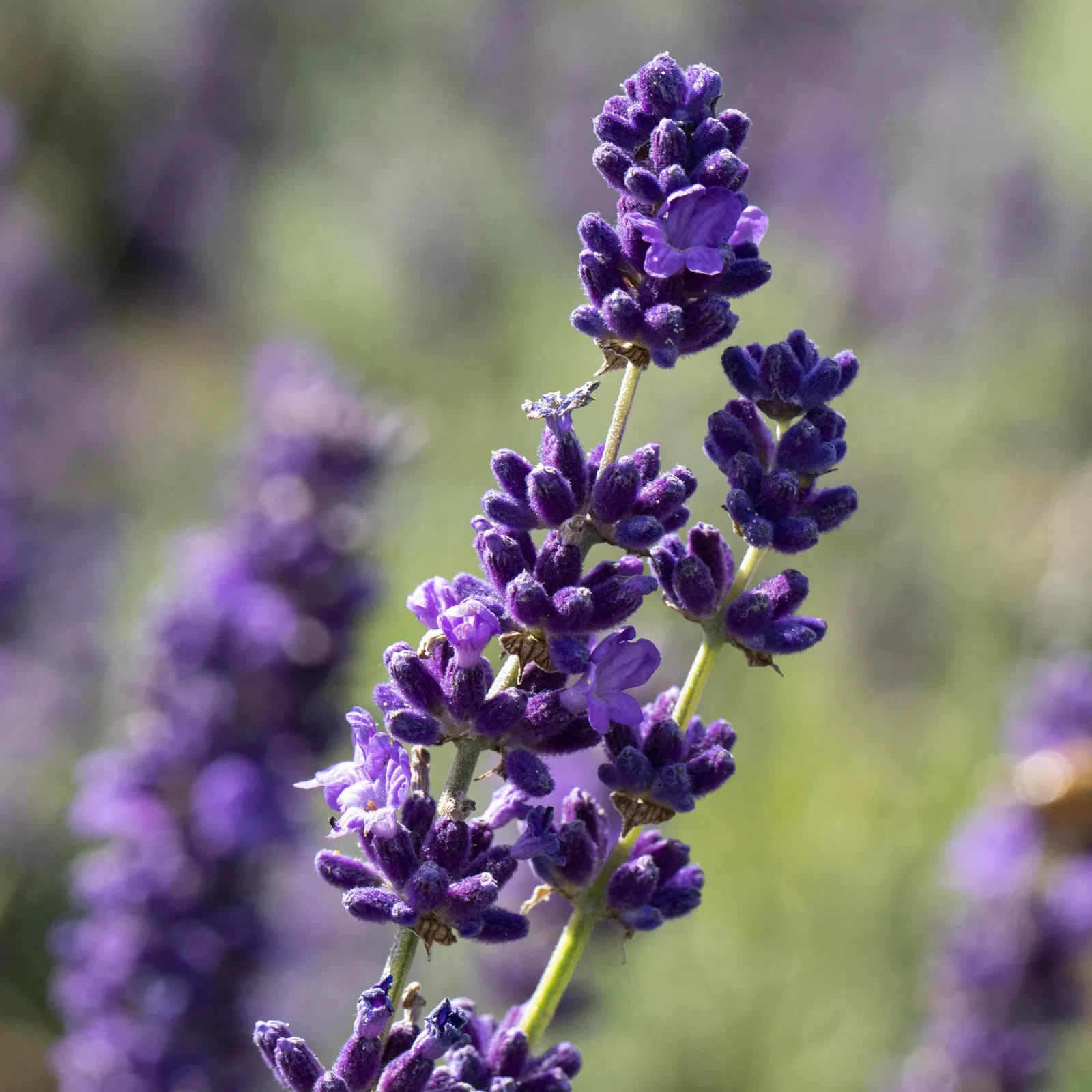 Ecopots Garten Geschaft -Ecopots Garten Geschaft 0319200073 0319200133 0319200090 0319200074 0320500566 Lavandula angustifolia 1 125846